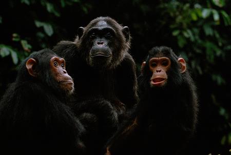 A mother chimpanzee, with two of her sons.  (National Geographic (Nick Nichols))